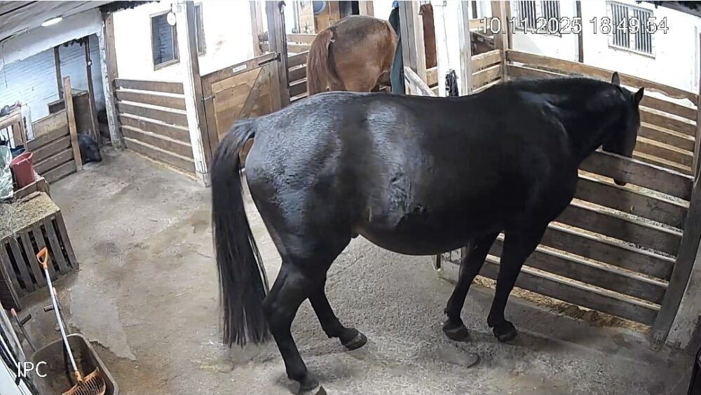 Featured image for “Murtovarkaat”