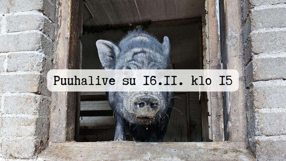 Featured image for “Puuhalive su 16.11. klo 15”
