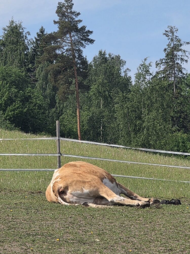 Featured image for “Väärä hälyytys”