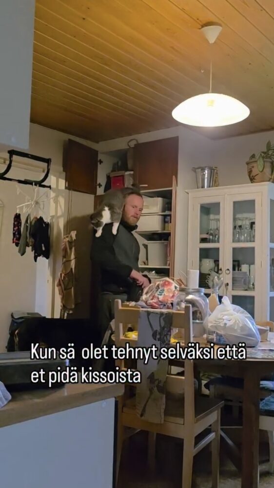 Featured image for “En pidä kissoista”