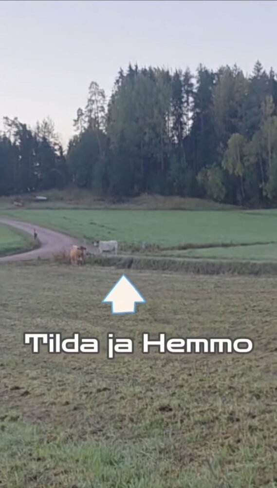 Featured image for “Erimielisyyksiä”